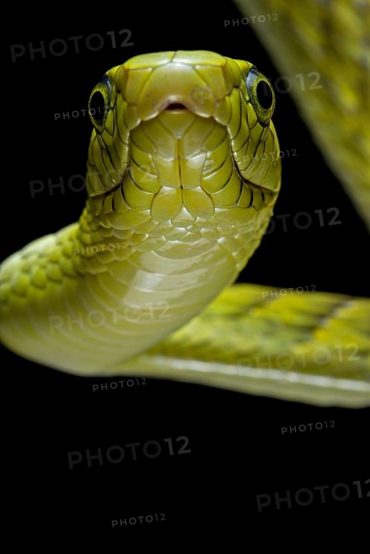 Western green mamba