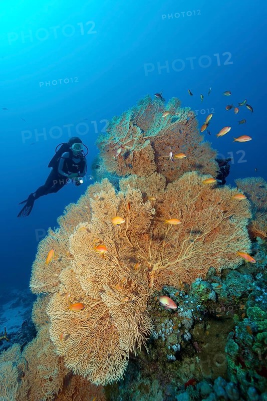 Diver looking at gorgonian fan