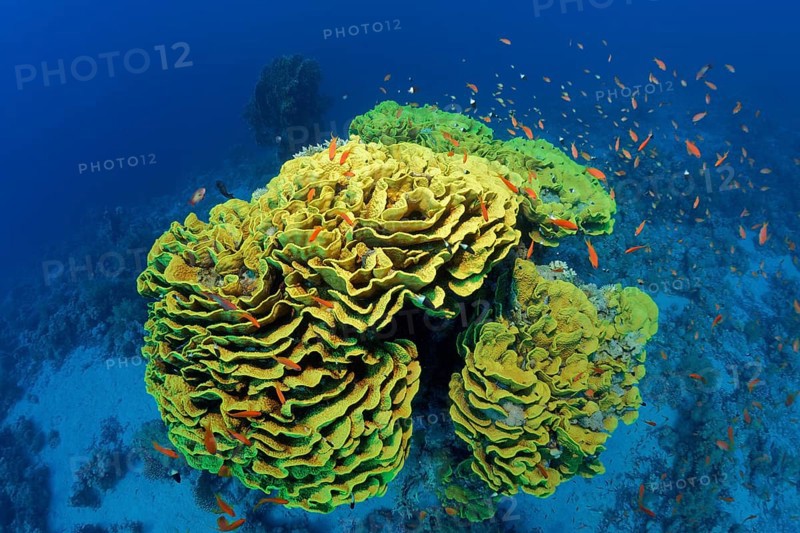 Cup Coral or Twisted Lettuce Coral