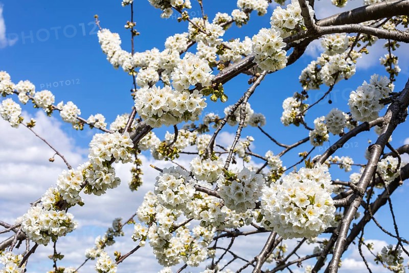 Branches with blossoms of the cherry