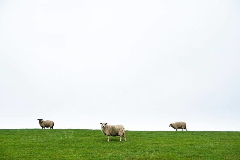 Three domestic sheep