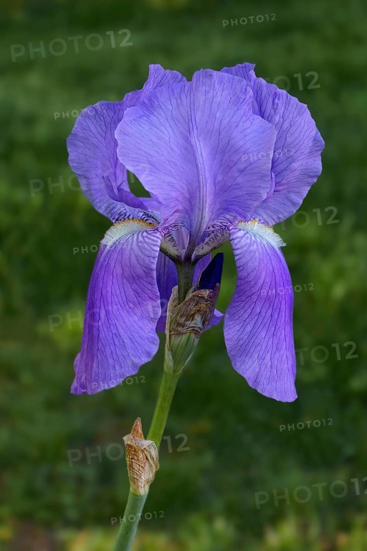 Sweet Iris