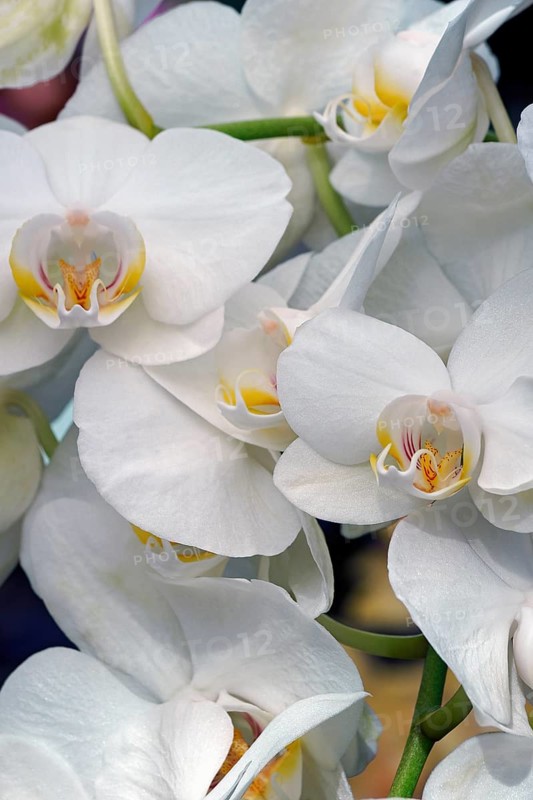 Moth orchid