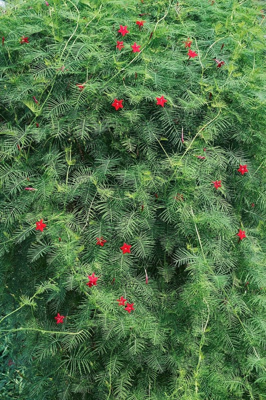 Cypress vine