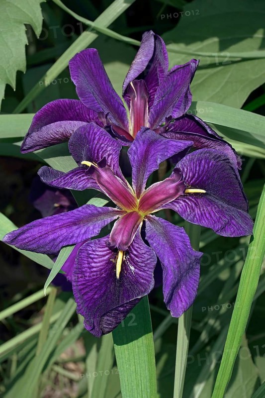 Louisiana iris