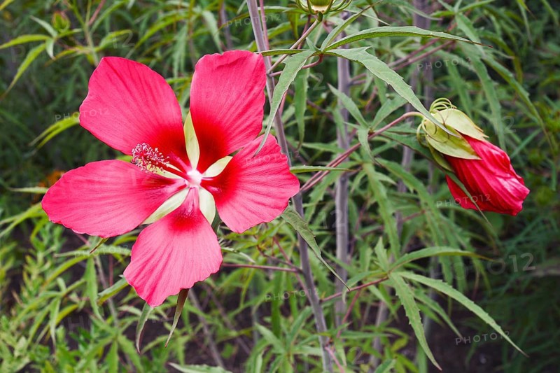 Scarlet rose mallow