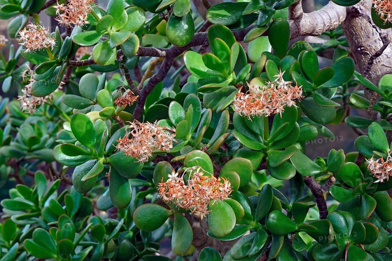 Jade plant
