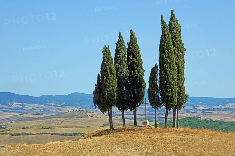 Cypress