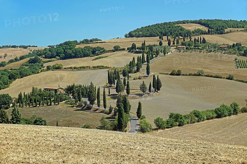 Cypress