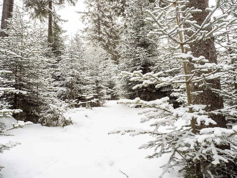 Winter landscape