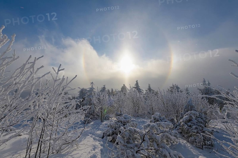 Snow covered coniferous trees with halo and sun in winter