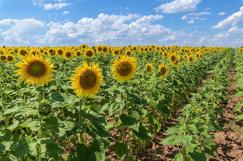 Blooming sunflower field in summer