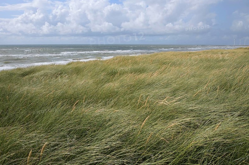 Dune landscape in the summer