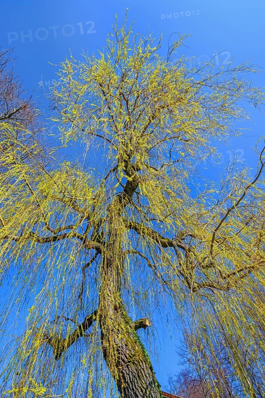 Weeping willow