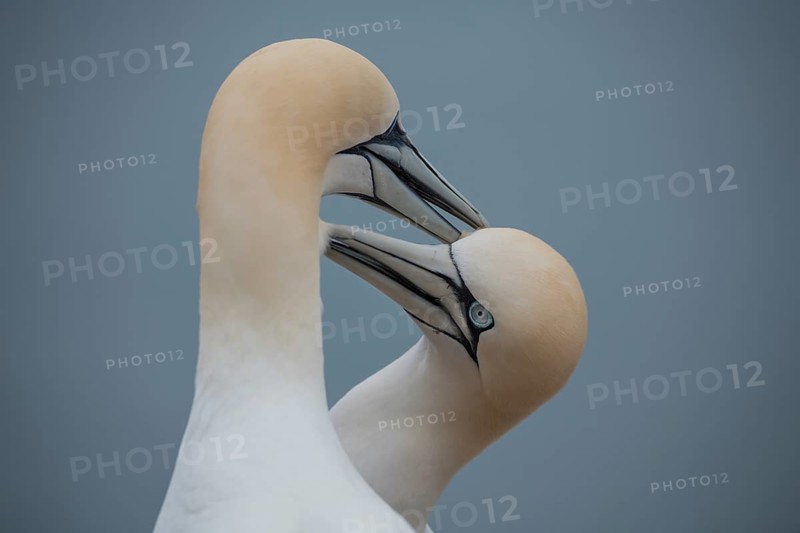 Northern gannet
