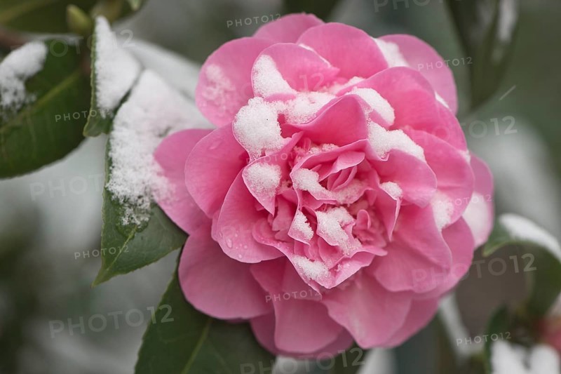 Japanese camellia