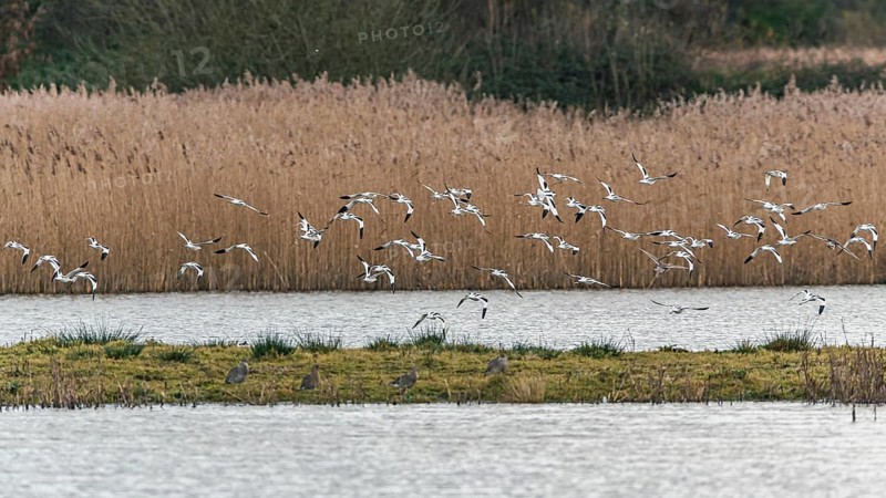 Pied Avocets and Eurasian Wigeons in a flight over Marshland
