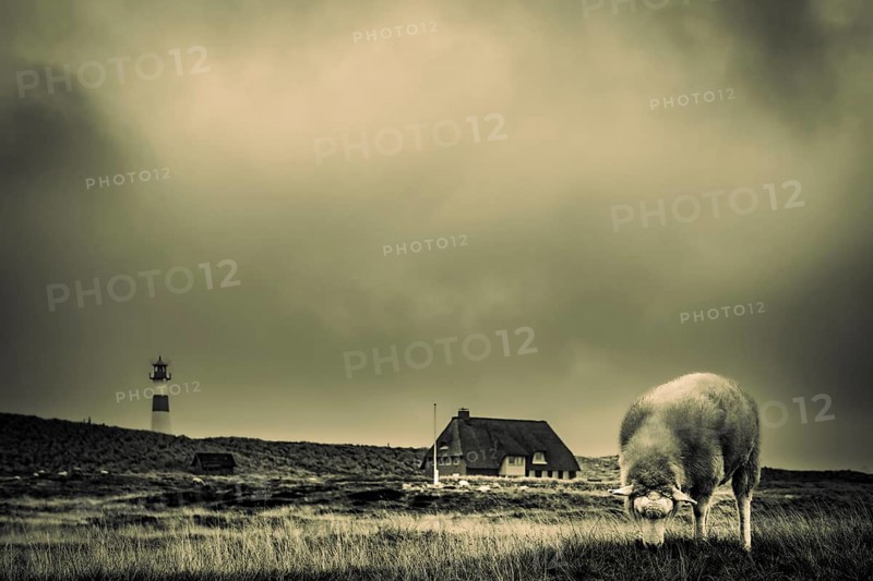 Domestic sheep