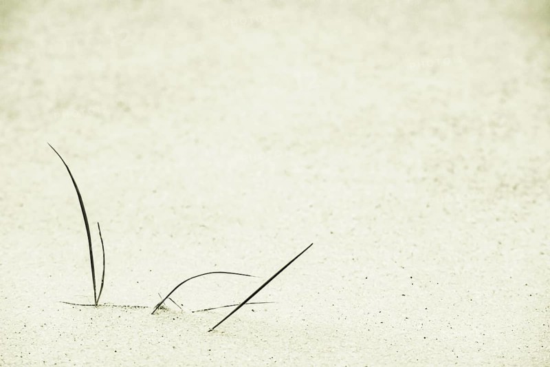Marram Grass on sand