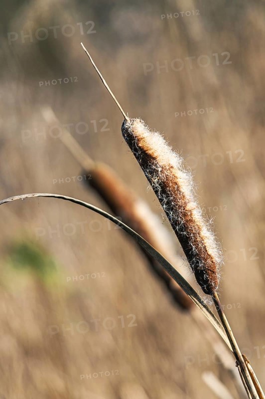 Common Cattail or Broadleaf Cattail