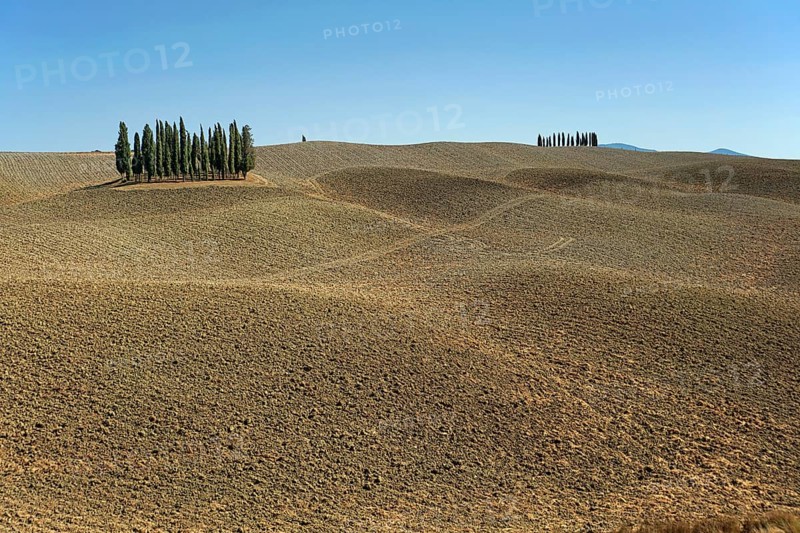 Cypress