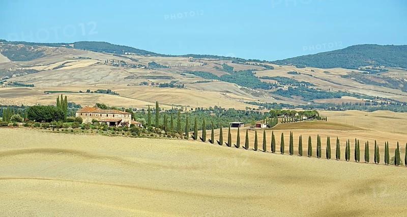 Poggio Covili estate with cypress
