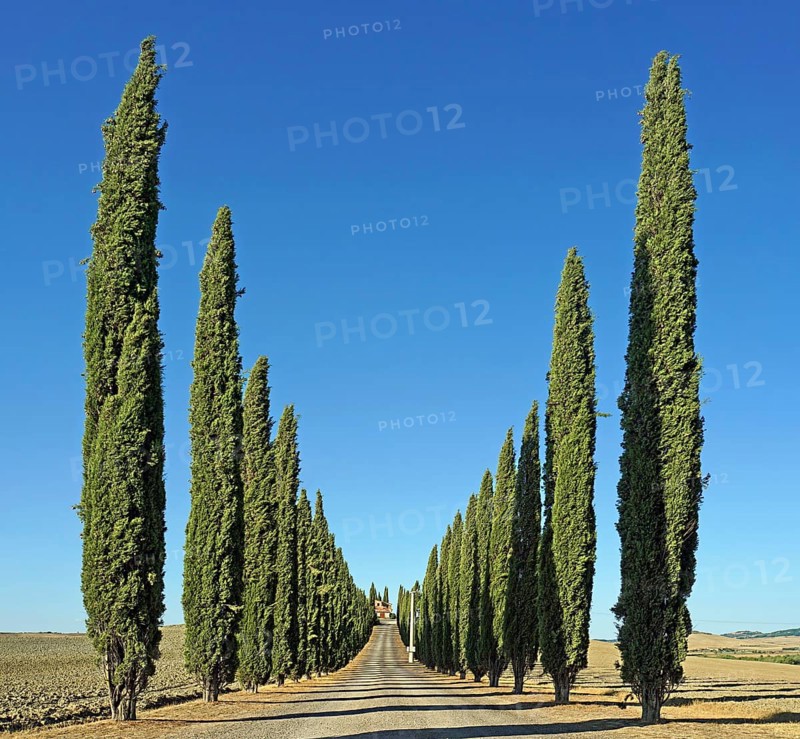 Cypress