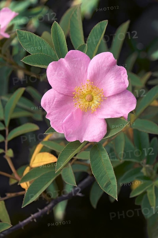 Swamp rose