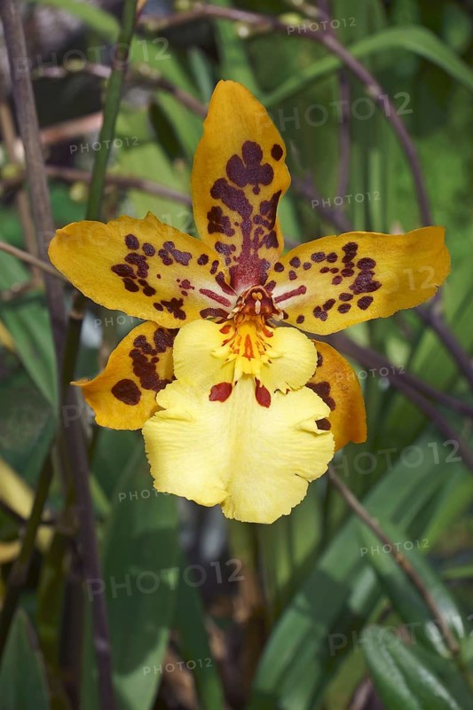 Dancing Lady orchid