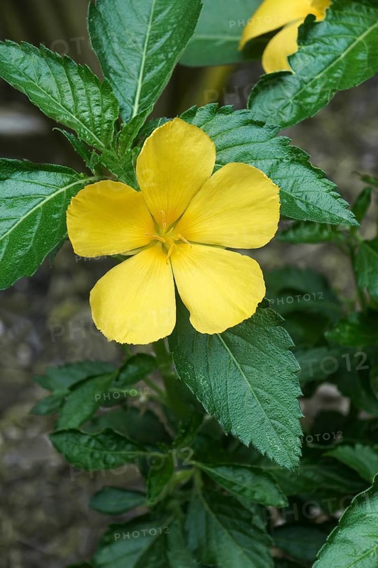 West Indian holly