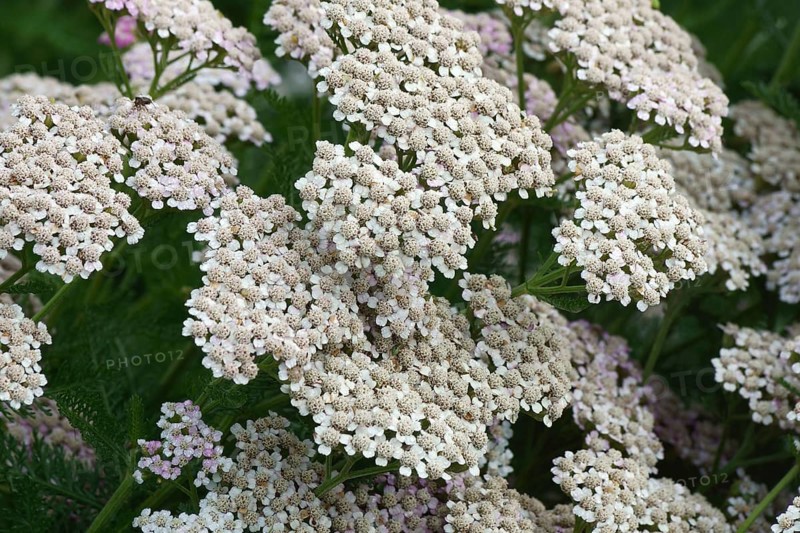 Yarrow