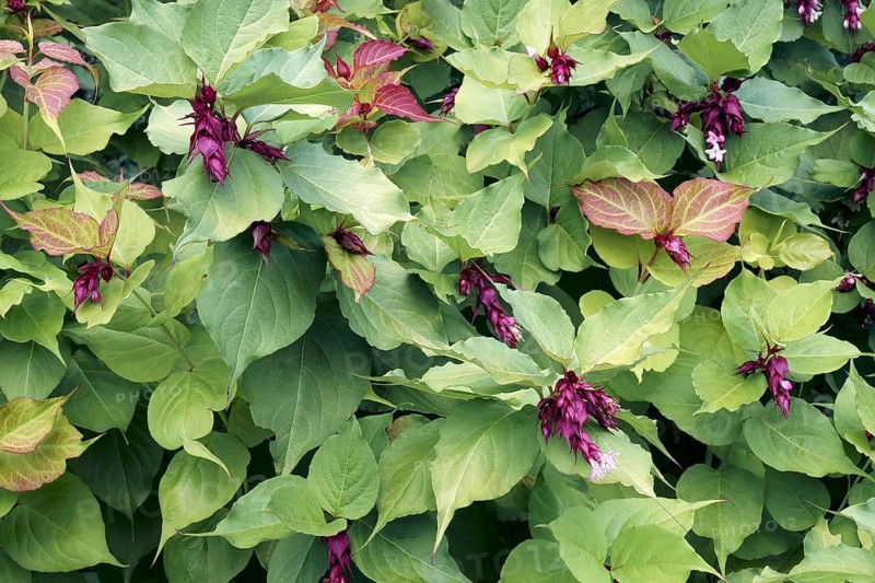 Himalayan honeysuckle