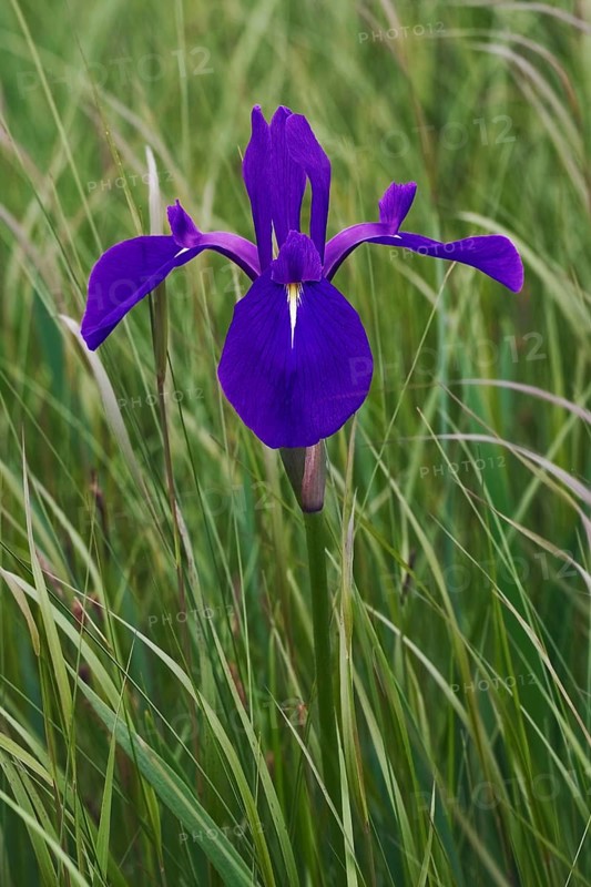 Japanese iris