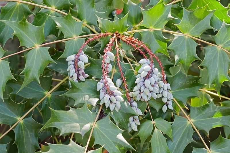 Beales barberry