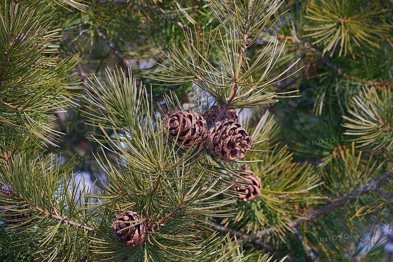 Lace-bark pine