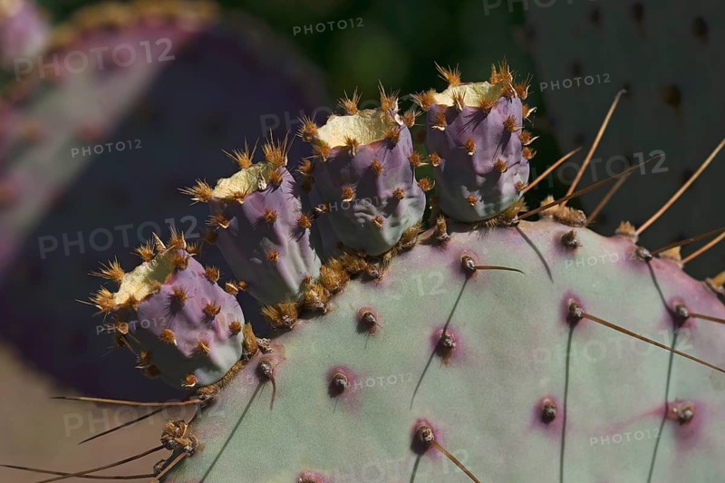 Santa Rita prickly pear