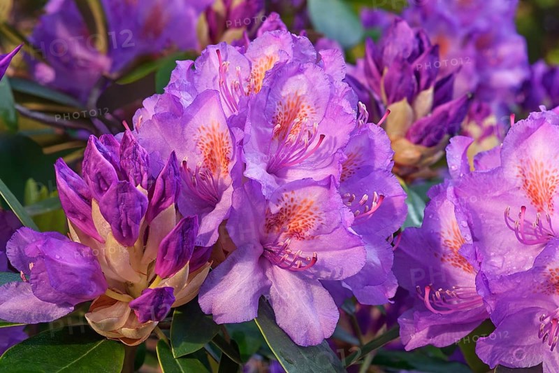 Catawba rosebay