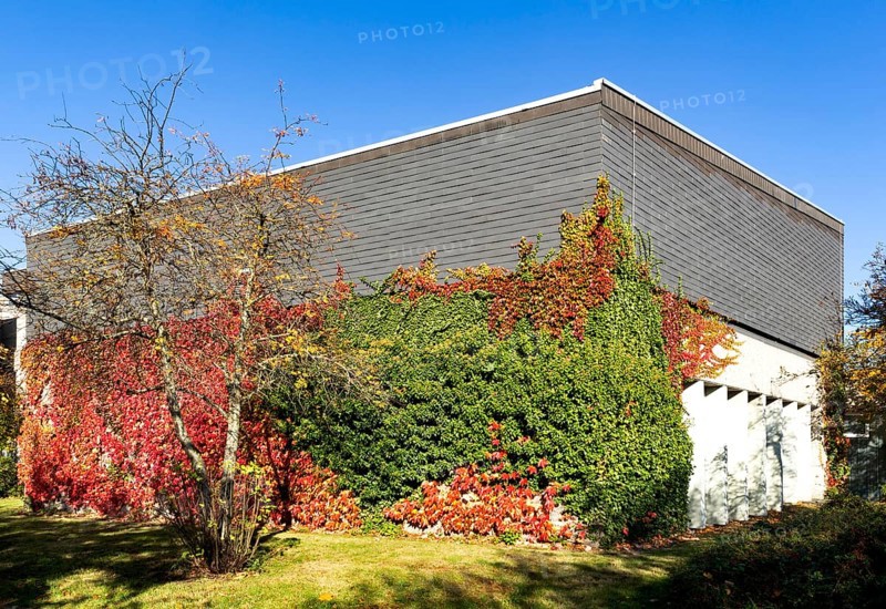 Facade greening with autumn leaves on a building of the Rhein-Sieg-Gymnasium