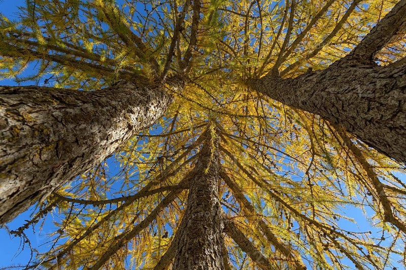 View in the tree tops of a larch tree forest in autumn