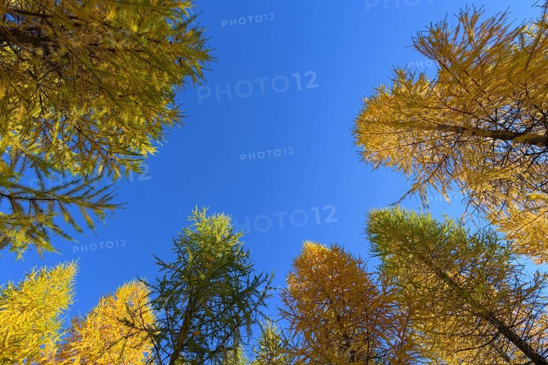 View in the tree tops of a larch tree forest in autumn