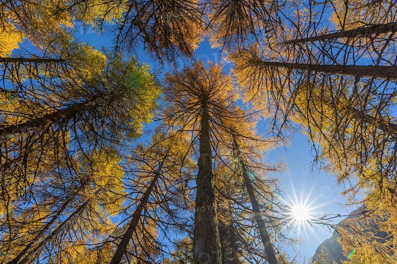 View in the tree tops of a larch tree forest in autumn