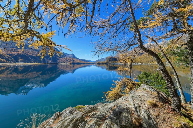 Lake Silsersee with colorful larch trees and sun in autumn