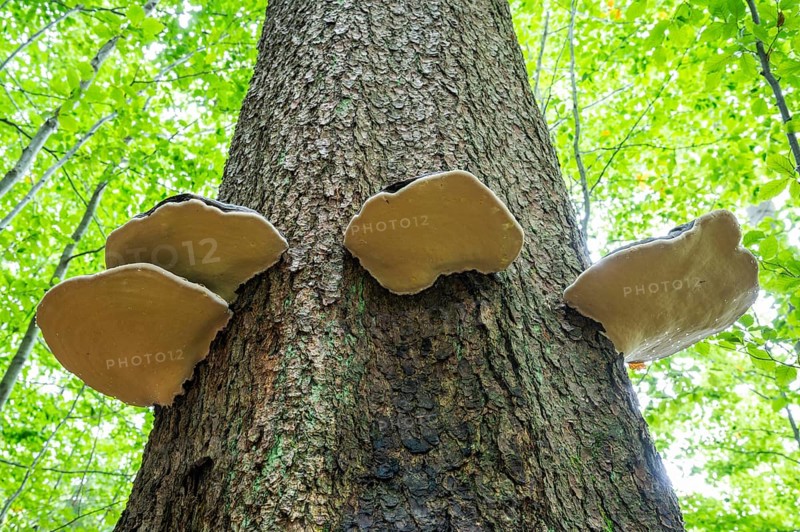 Red banded polypores