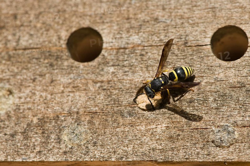 Clay wasp