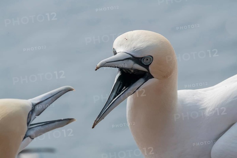 Northern gannet