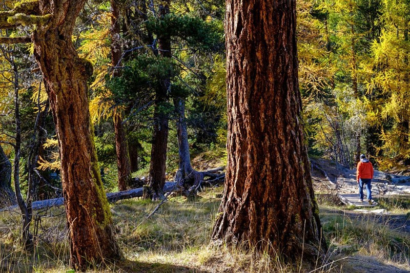 Hikers in autumn larch forest