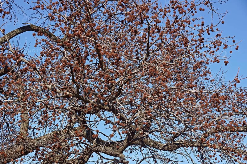 American sweetgum