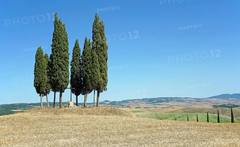 Cypress