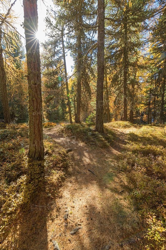 Path with colorful larch trees and sun in autumn