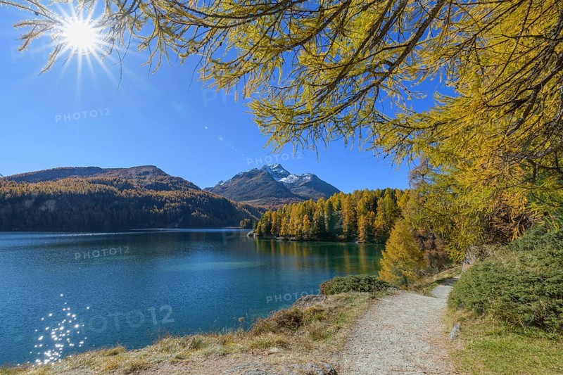 Path with colorful larch trees and sun in autumn